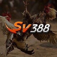 Winbox SV388 cockfighting