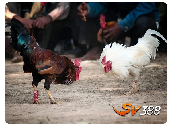 sv888 2 chicken fighting
